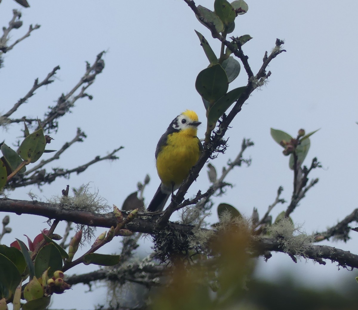 Süslü Ötleğen - ML644811734