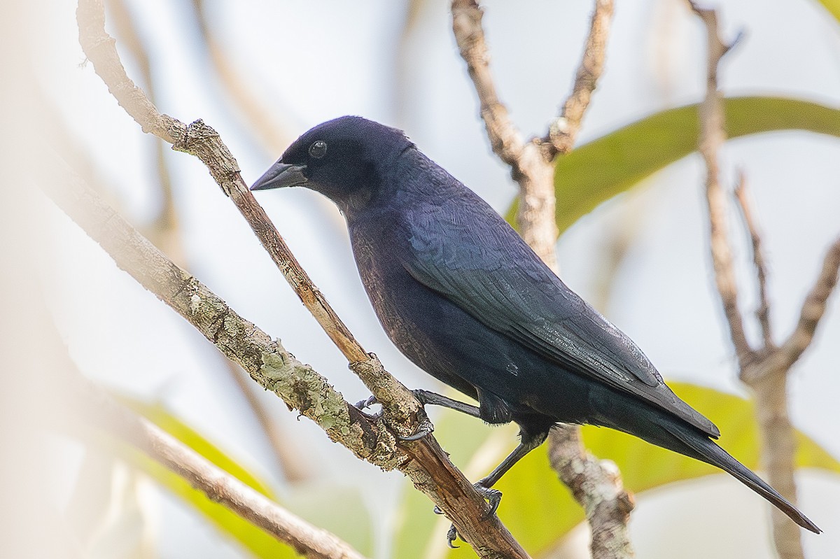 Shiny Cowbird - ML644811737