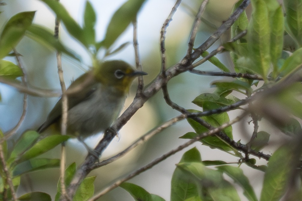 メジロ - ML644811754