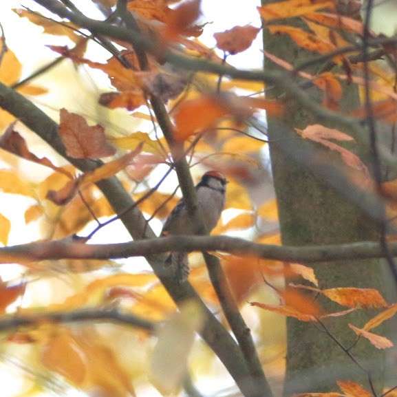 Downy Woodpecker - ML644811758