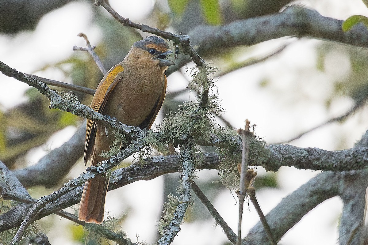 Brown Tanager - ML644811760