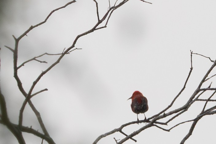 アカハワイミツスイ - ML644811762