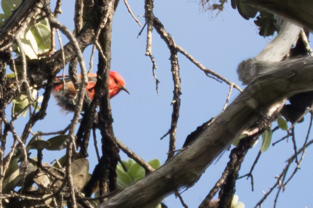 アカハワイミツスイ - ML644811763