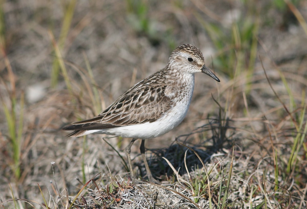 Semipalmated Sandpiper - ML644811771