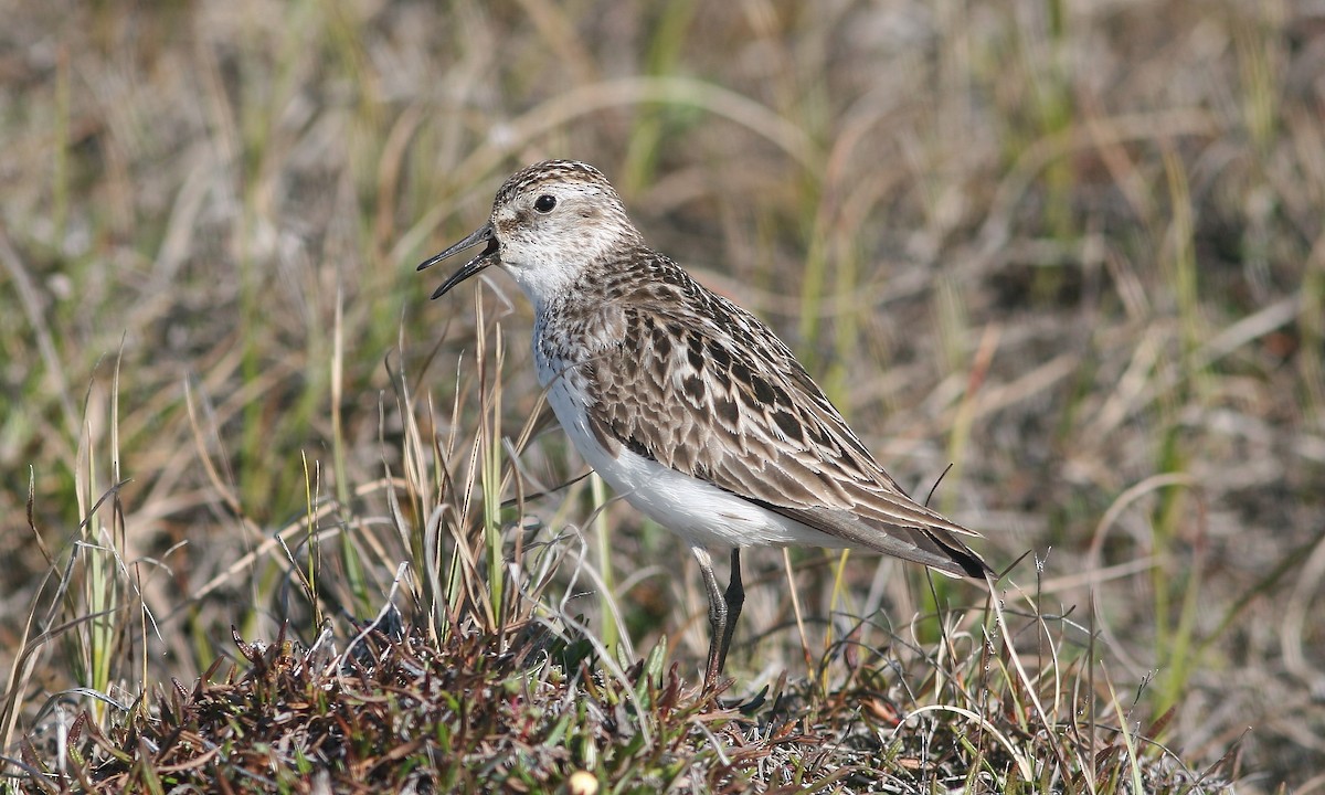 Semipalmated Sandpiper - ML644811772