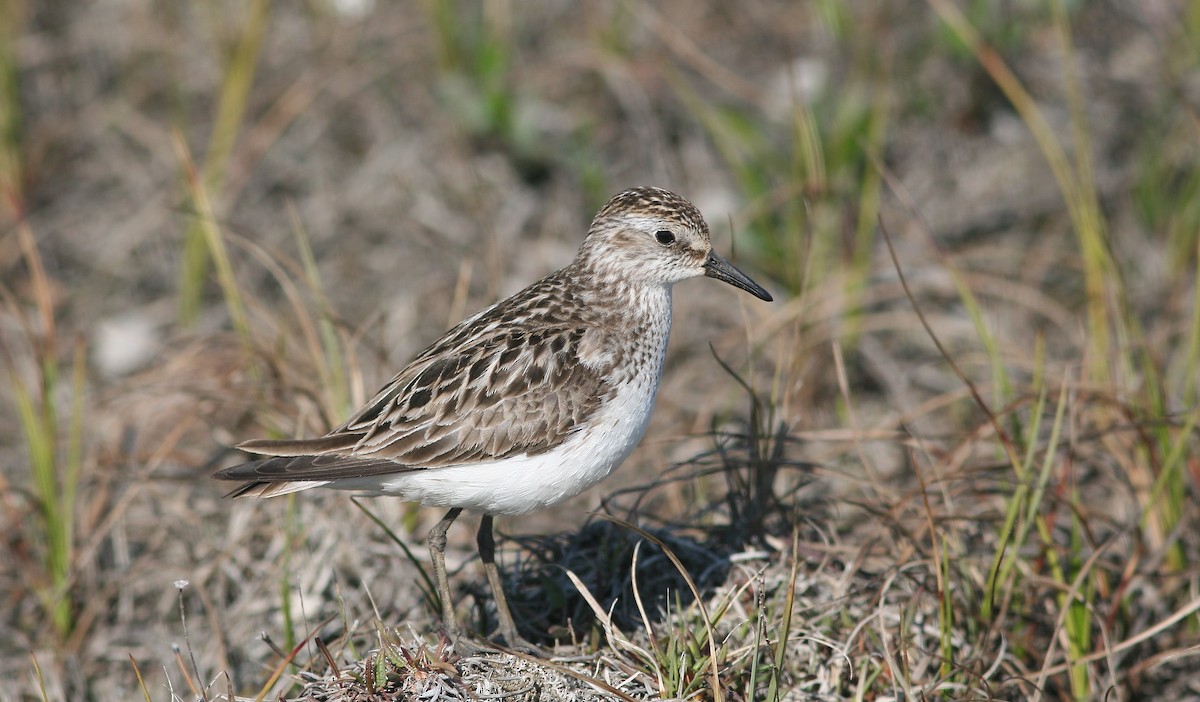 Semipalmated Sandpiper - ML644811773