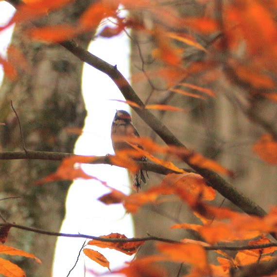 Downy Woodpecker - ML644811775