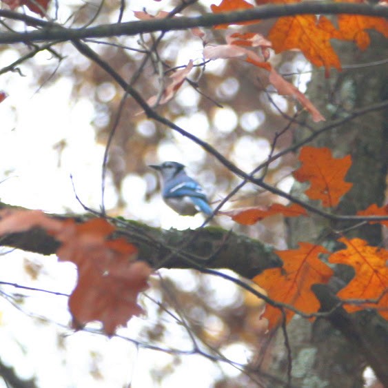Blue Jay - ML644811781