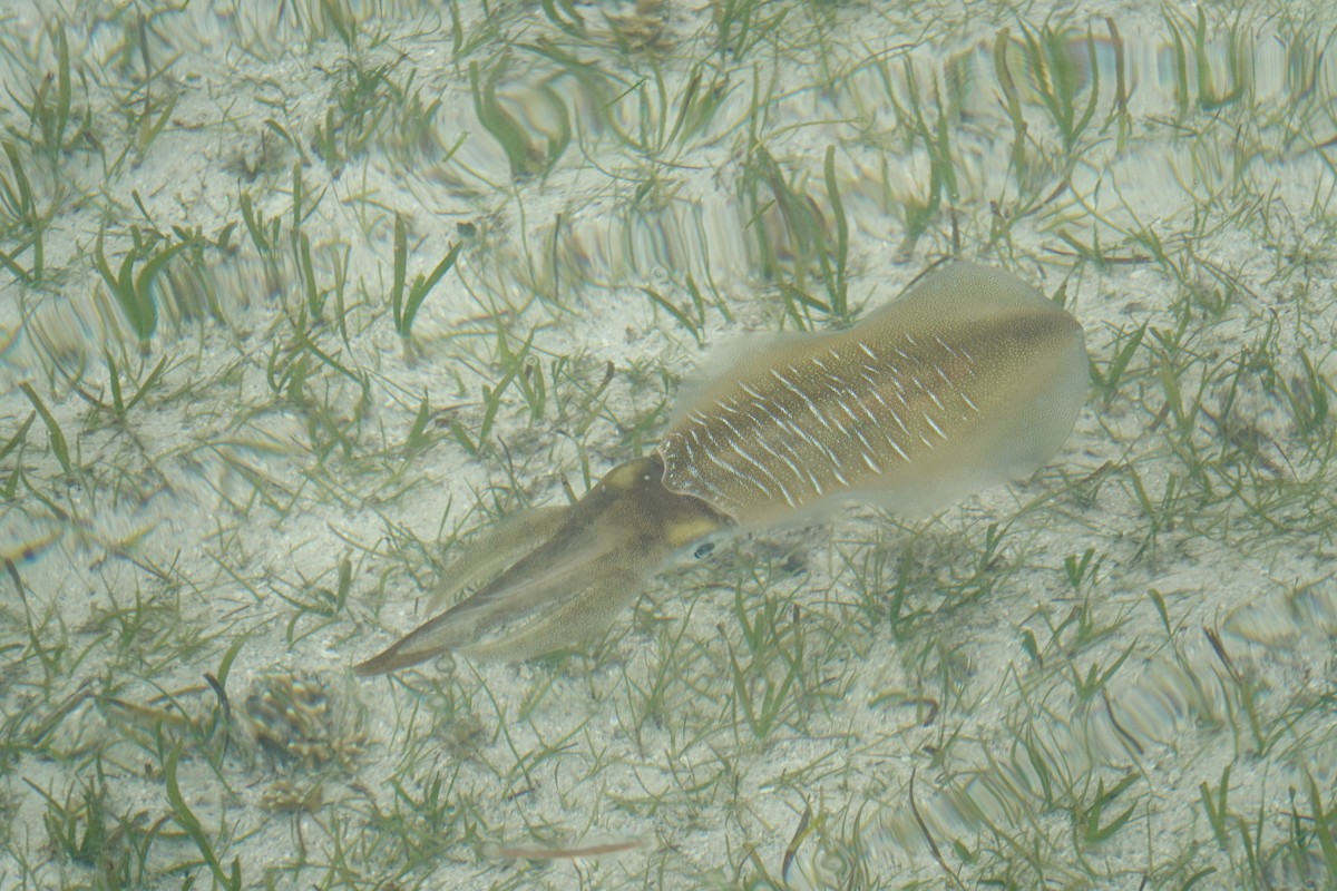Typical Cuttlefishes - ML644811789