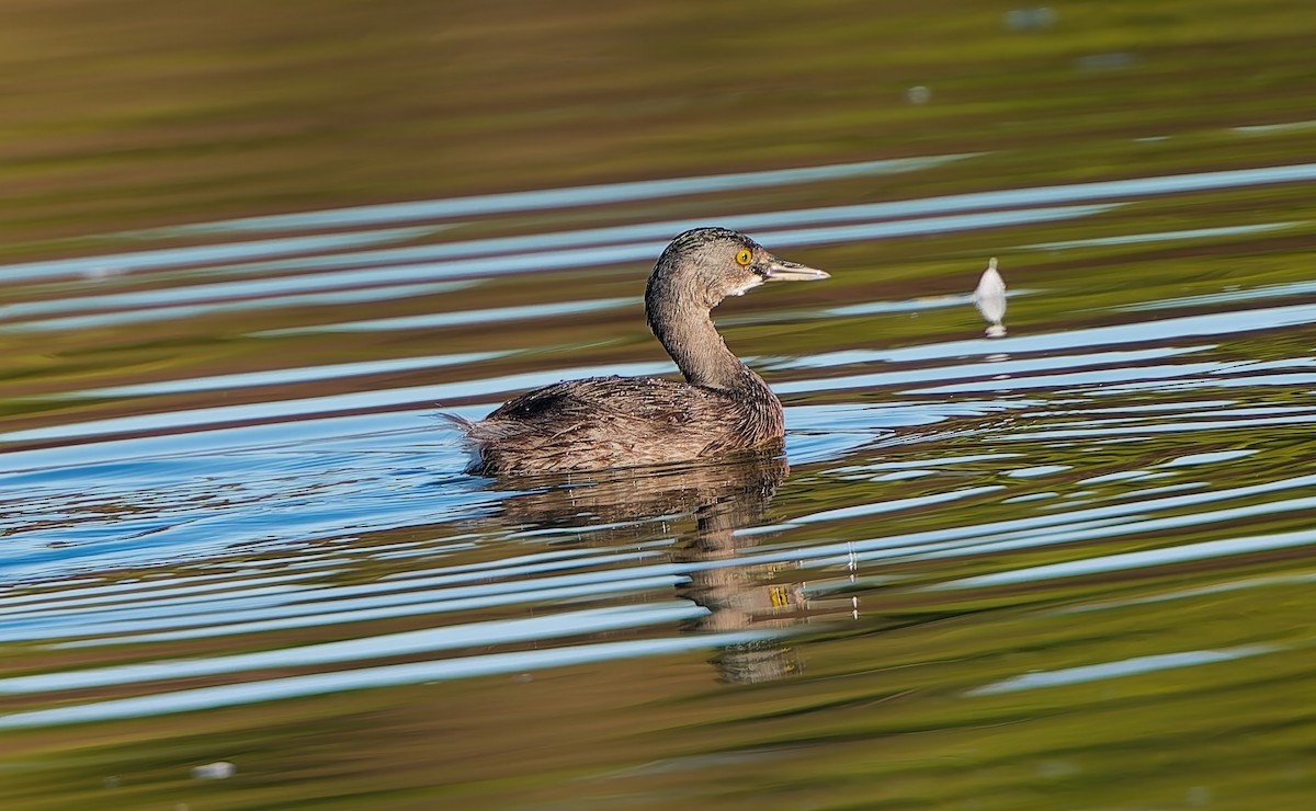 Least Grebe - ML644811790