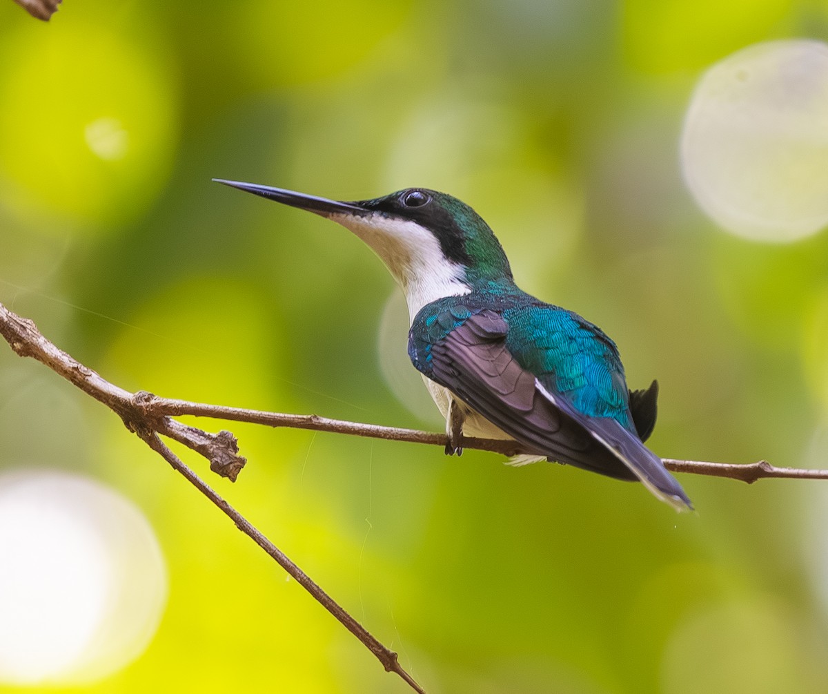 Black-eared Fairy - ML644811793