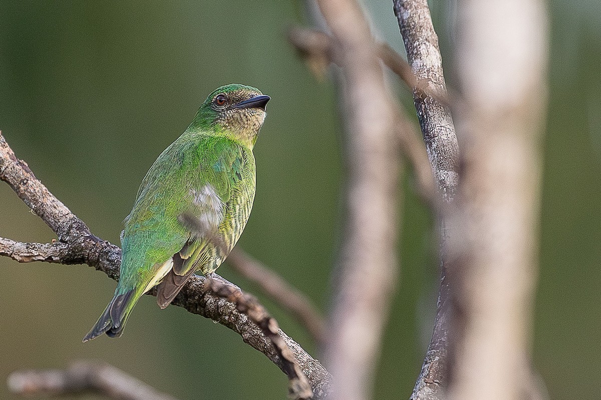 Swallow Tanager - ML644811797
