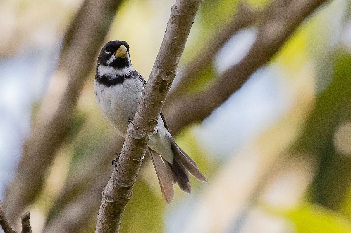 Double-collared Seedeater - ML644811801