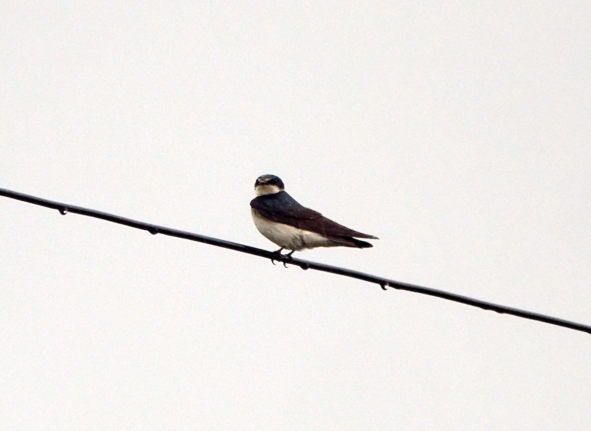 コシジロミドリツバメ - ML644811804