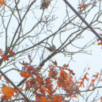 American Robin - ML644811812