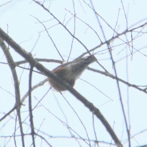 Дрізд мандрівний - ML644811822