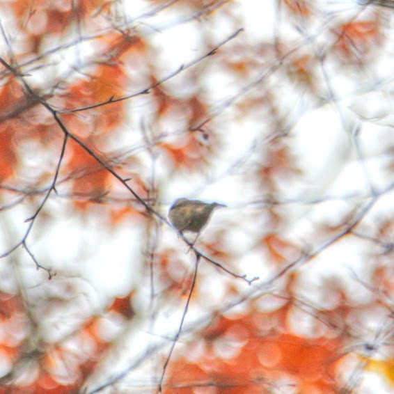 American Goldfinch - ML644811825