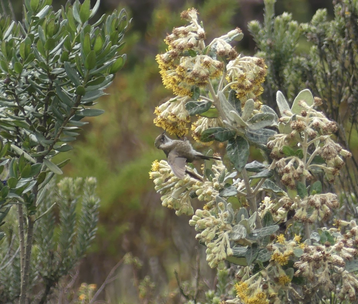 Green-bearded Helmetcrest - ML644811831