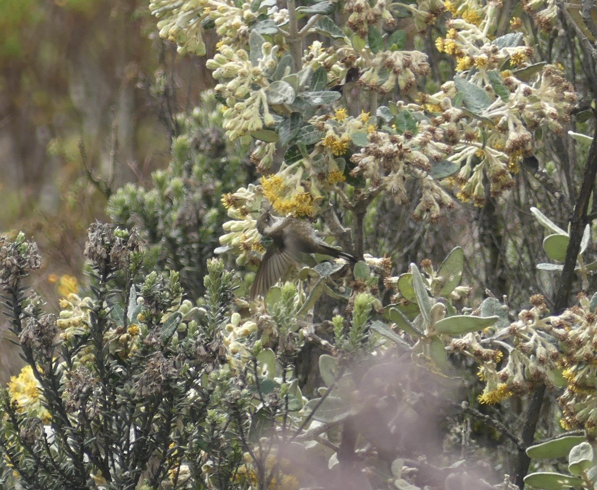 Green-bearded Helmetcrest - ML644811832