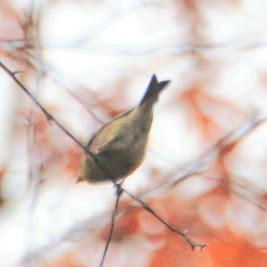 American Goldfinch - ML644811833