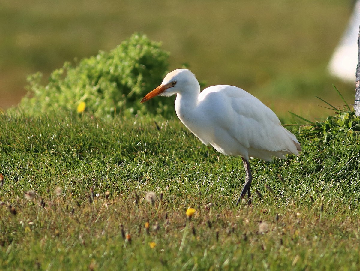 Western Cattle-Egret - ML644811851