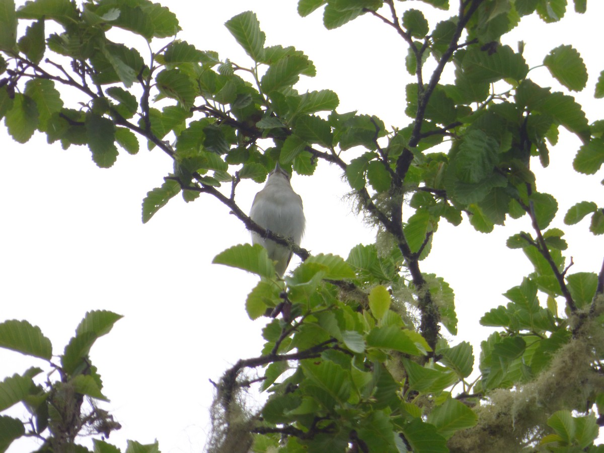 アカメモズモドキ - ML644811852