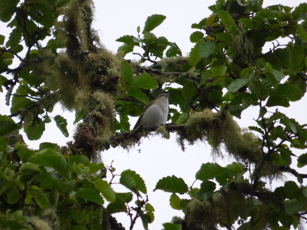 アカメモズモドキ - ML644811853