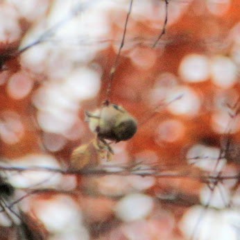 American Goldfinch - ML644811856