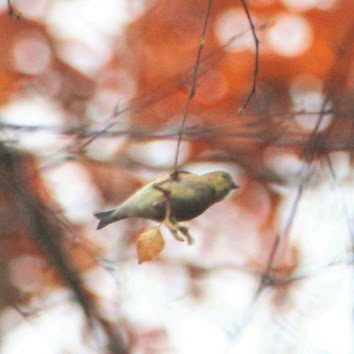 čížek žlutý - ML644811857