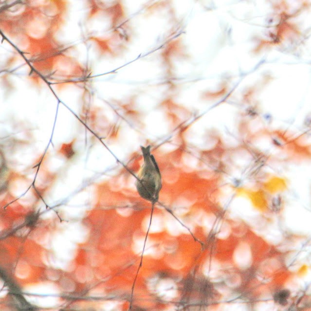 American Goldfinch - ML644811858