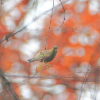 American Goldfinch - ML644811859