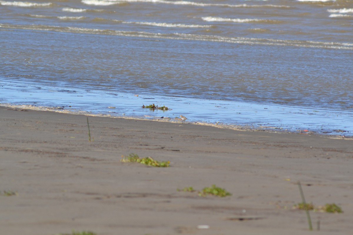 Ak Sokumlu Kumkuşu - ML644811861