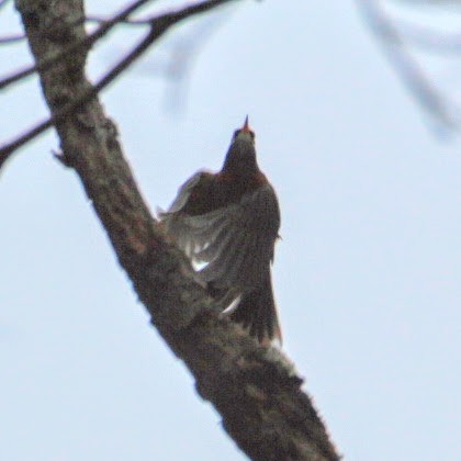 drozd stěhovavý - ML644811871