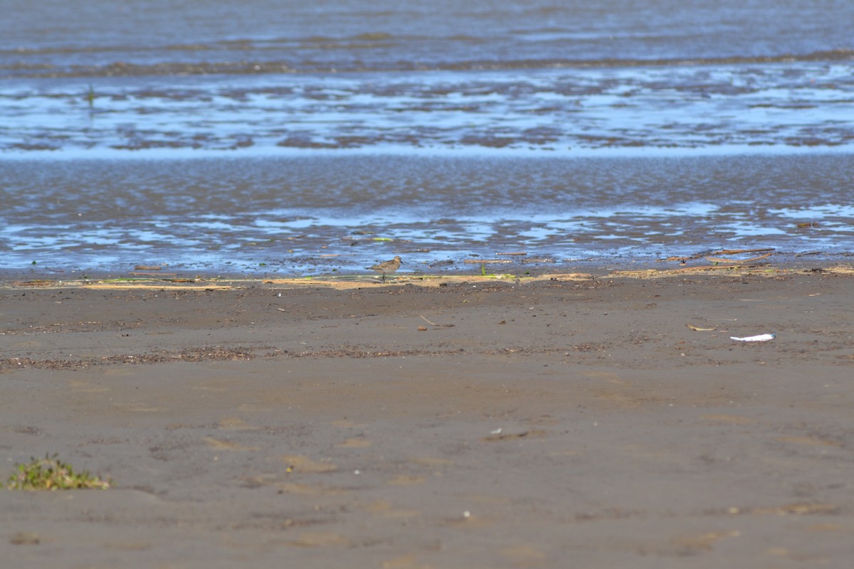 Ak Sokumlu Kumkuşu - ML644811873