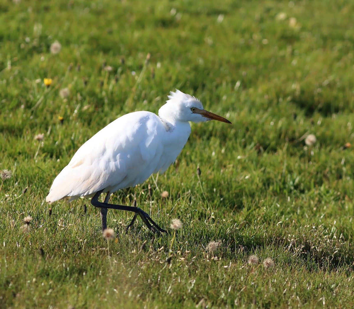 Western Cattle-Egret - ML644811876