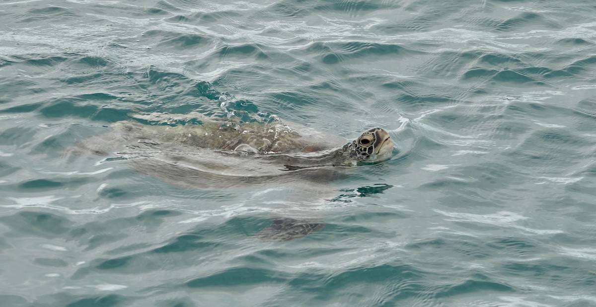 Green Sea Turtle - ML644811887