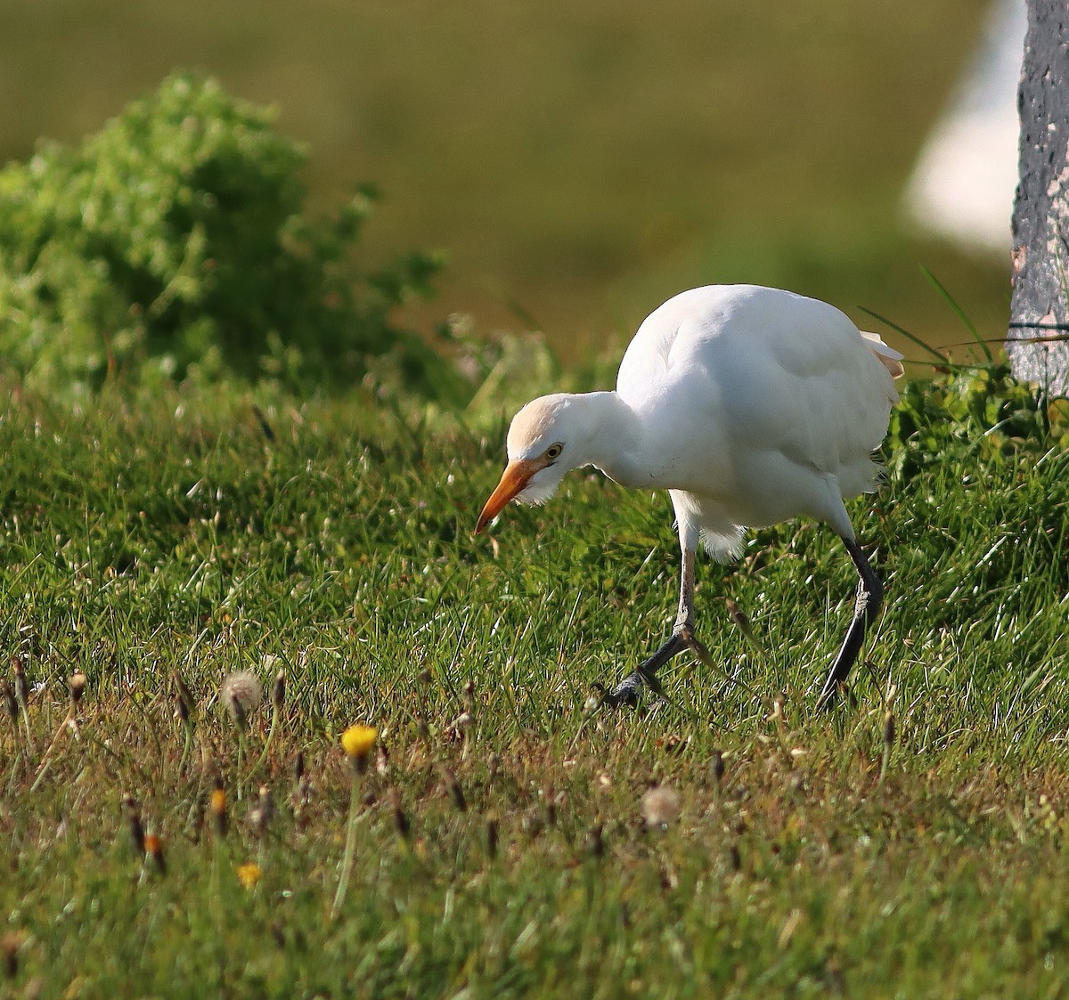 Western Cattle-Egret - ML644811892