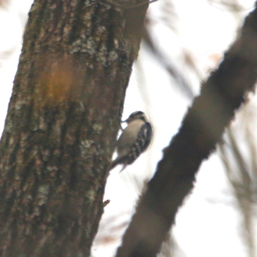 strakapoud osikový - ML644811894