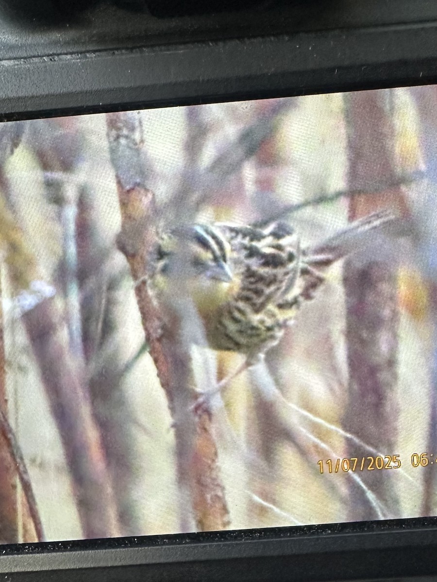 Chingolo de Le Conte - ML644811900