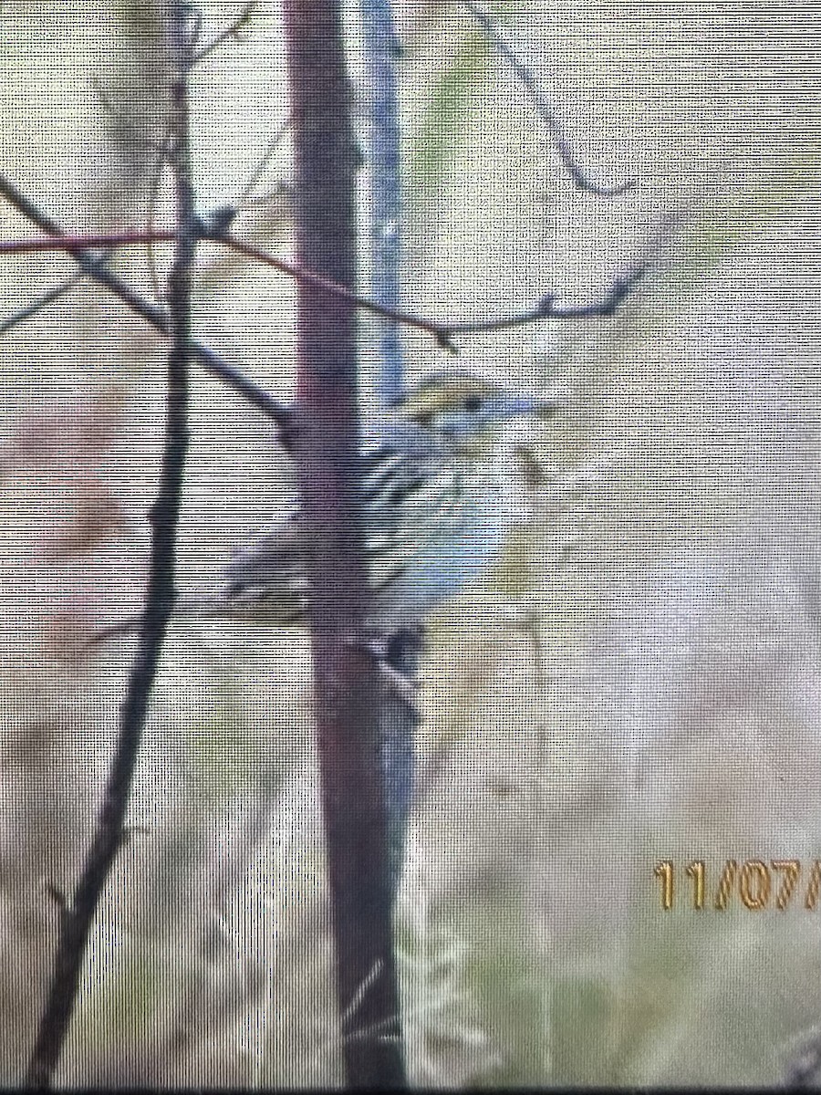 Chingolo de Le Conte - ML644811901