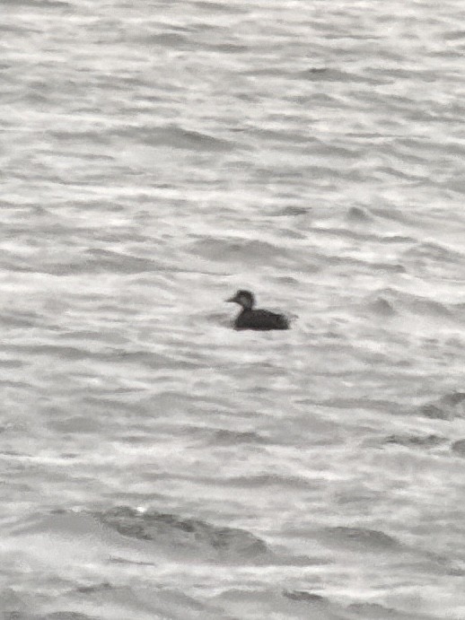 Amerika Kara Ördeği - ML644811902