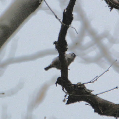 brhlík běloprsý - ML644811907