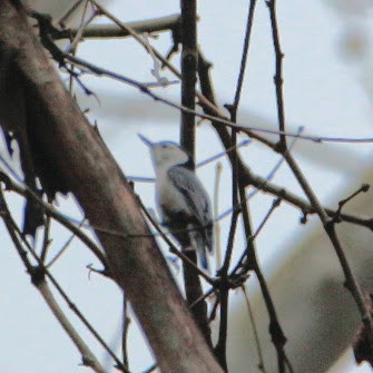 brhlík běloprsý - ML644811909