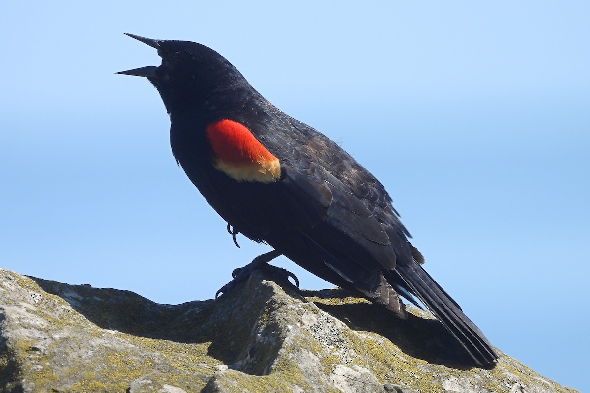 Red-winged Blackbird - ML644811925