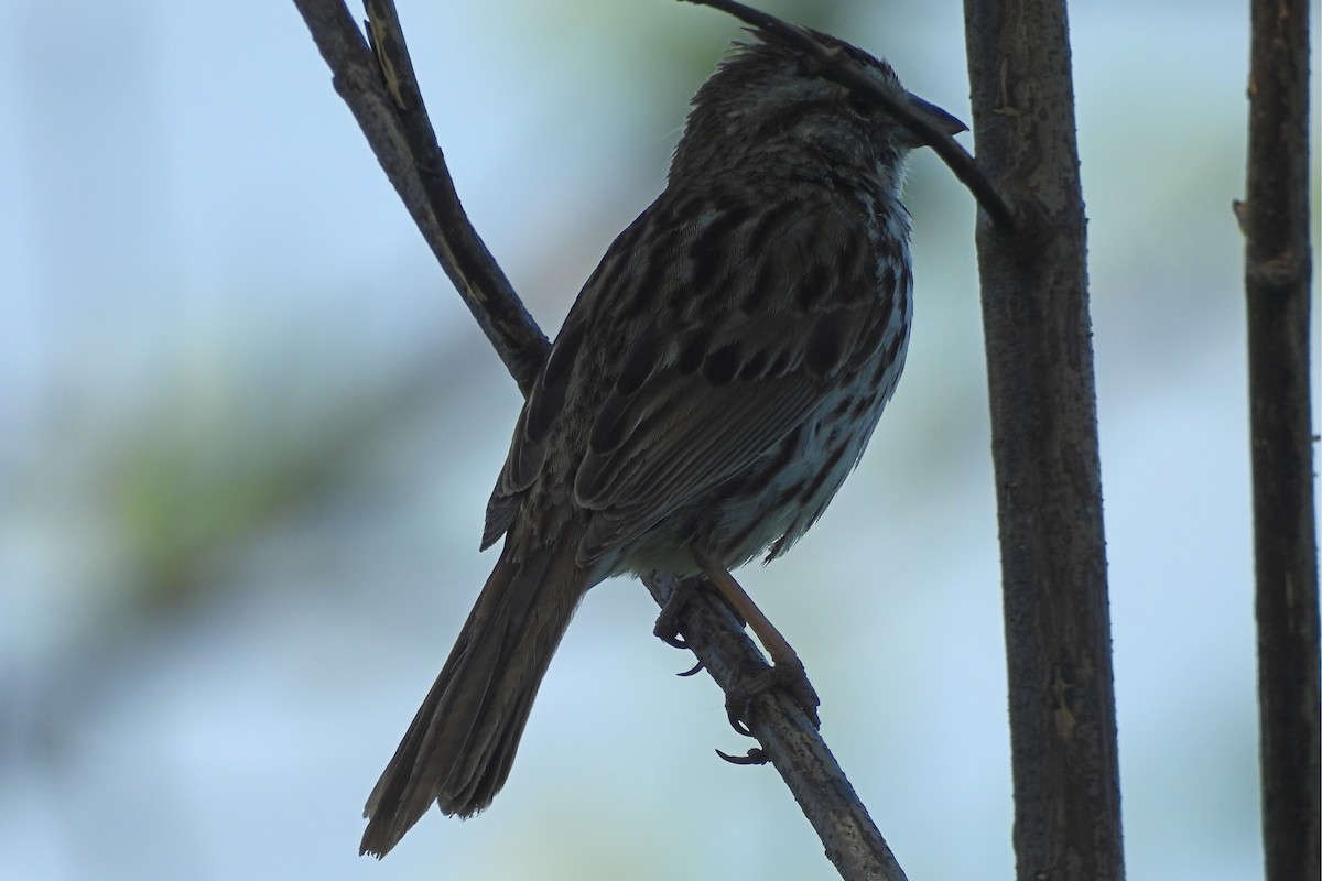 Song Sparrow - ML644811935