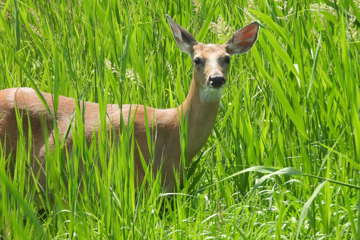 白尾鹿 - ML644811947