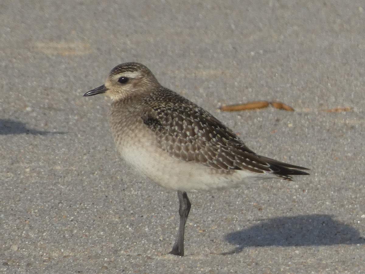 American Golden-Plover - ML644811949