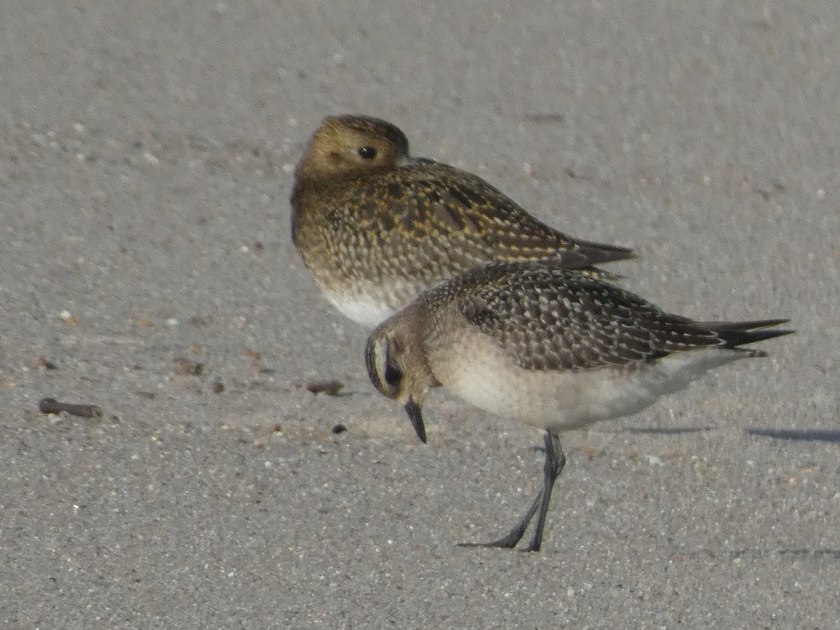 American Golden-Plover - ML644811955