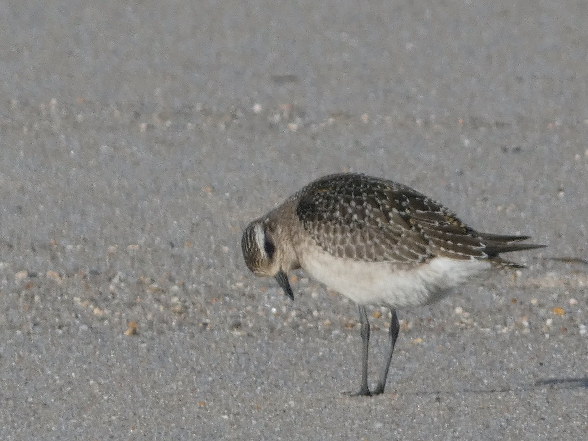 American Golden-Plover - ML644811961