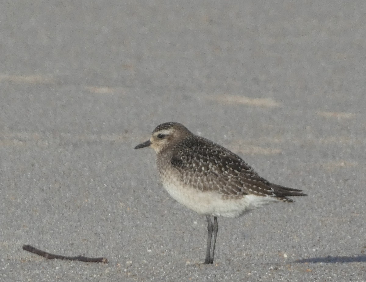 American Golden-Plover - ML644811970